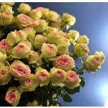 Пионовидные кустовые розы 2
